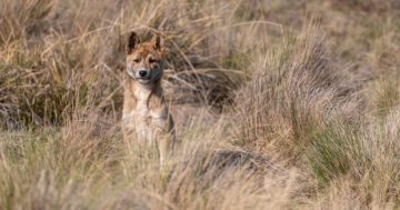 政府考虑改变对澳洲野犬的保护状态，引起牧民担忧