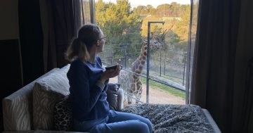 走进贾马拉野生动物山林小屋：跟老虎共眠、在阳台上喂长颈鹿，带你看看堪培拉最狂野的酒店
