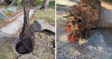 堪培拉园丁可查看地下水管位置，以防树根对管道造成破坏