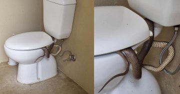 上厕所遇到蛇是什么体验！悉尼这家人说再也不会去公厕了