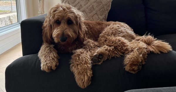 堪培拉2025年热门宠物名出炉