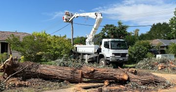警方敦促社区注意针对堪培拉居民的树艺和园艺诈骗