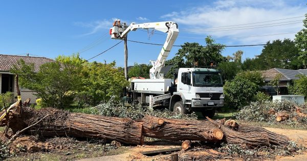 警方敦促社区注意针对堪培拉居民的树艺和园艺诈骗