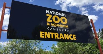 员工疑似被刺身亡，堪培拉国家动物园今天关门