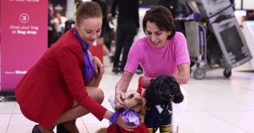 维珍澳大利亚将成为全澳首家允许宠物进机舱的航空公司