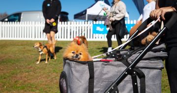 RSPCA将取消其年度全澳大型筹款活动，但堪培拉仍将继续举办
