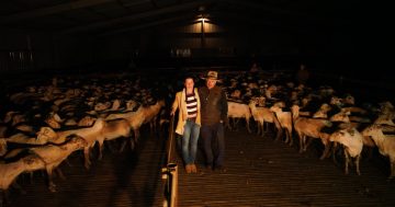 8小时剪358只羊，新州Binalong女子创下剪羊毛世界纪录