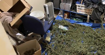 警方在Tuggeranong突击检查中查获近50公斤干大麻及65株植物