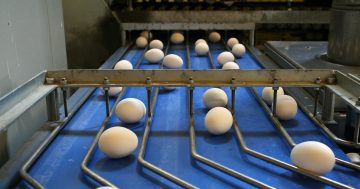 堪培拉农场确认感染禽流感，超市实施鸡蛋限购措施