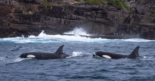 “我们很幸运”：摄影师拍到了新州南海岸的特别虎鲸