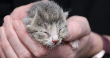 首都领地RSPCA需要社区帮助救助没有妈妈的小猫