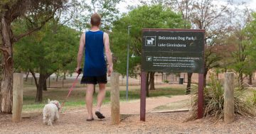 首都领地政府将调查在Woden设立狗公园的可行性