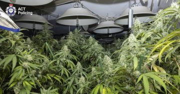 首都领地警方在Kaleen查获156株大麻植物