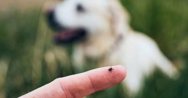 蜱虫肆虐，铲屎官们今夏注意给毛孩子做好防护