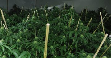 首都领地警方在Bonner区一处住宅查获190多株大麻植物