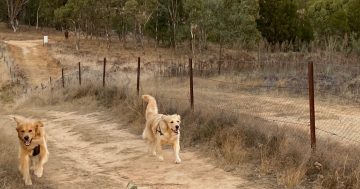 关于Tuggeranong狗狗活动区域未来规划，宠物主人收到前后矛盾的建议