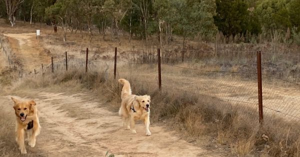 Tuggeranong狗狗活动区域规划引混乱，宠物主人收到矛盾信息