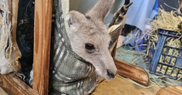 Possumwood Wildlife用不同的方式照顾野生动物，并希望分享护理经验