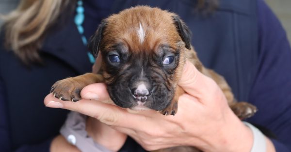 RSPCA称，“不负责任、粗心喂养“导致幼犬畸形和死亡数量激增