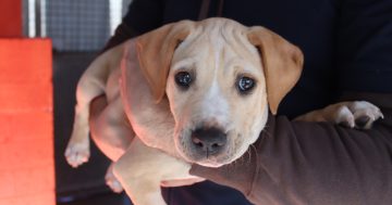 等你回家丨本周堪培拉RSPCA待领养宠物推荐 – Jellybean小狗和Stamps小兔