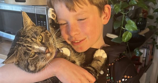 堪培拉这只虎斑猫在失踪三年后终于安全回家啦