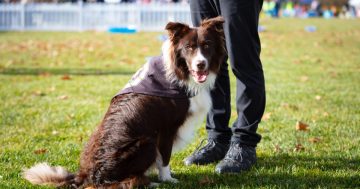 拟议的养犬人新准则“难以执行”，但RSPCA称重点不只是执法