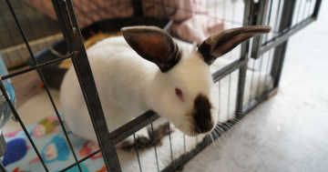 等你回家丨本周堪培拉RSPCA待领养宠物推荐 - Bilbo小猫和Tullalah小兔
