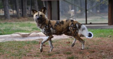 视频：堪培拉的国家动物园是如何守护非洲野犬的