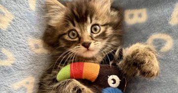 小猫被困墙内数日，堪培拉消防员机智营救