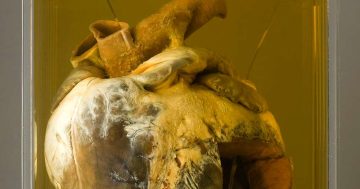 澳大利亚著名赛马法雅纳的心脏标本在国家博物馆展出