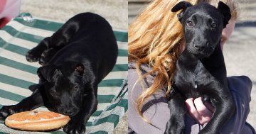 等你回家丨本周堪培拉RSPCA待领养宠物推荐 - Boof小狗和两只幼犬