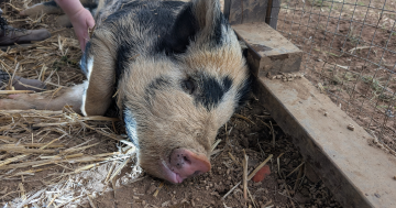 等你回家丨本周堪培拉RSPCA待领养宠物推荐 - Waffles小猪和Roxy小狗