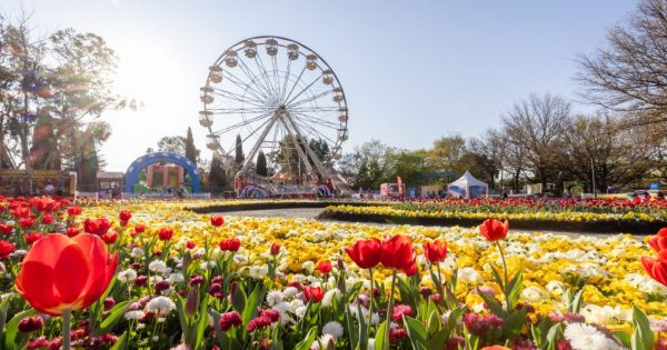 今年堪培拉Floriade花展交通全攻略