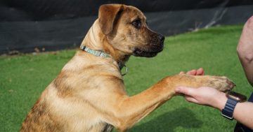 等你回家丨本周堪培拉RSPCA待领养宠物推荐 - Ziggy小狗和Buddy小猫