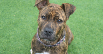 等你回家丨本周堪培拉RSPCA待领养宠物推荐 - Haddie小狗和Twirl小猫