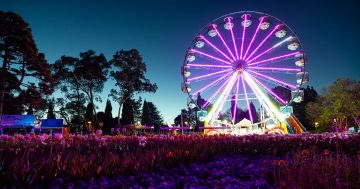 超50万人次参观，堪培拉今年Floriade花展访客量破纪录