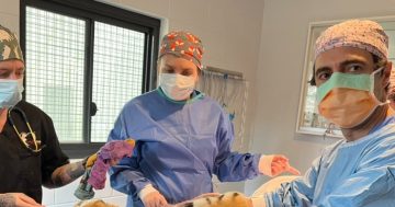 老虎肚子疼怎么治疗？当然要非常小心 ...