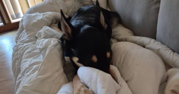狗狗因误食蓝绿藻死亡，堪培拉湖边竖起警示标志