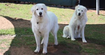 等你回家丨本周堪培拉RSPCA待领养宠物推荐 - Frankie和Johnny狗狗