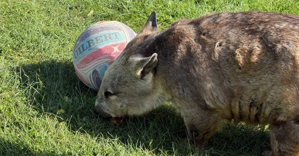 跟袋熊Poppy到堪培拉国家动物园共庆世界袋熊日