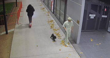 堪培拉保护组织呼吁公众举报动物虐待行为