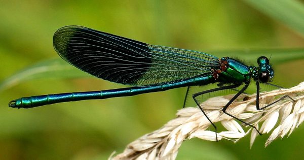 最近堪培拉的蜻蜓变多了？或许与今夏天气趋势有关