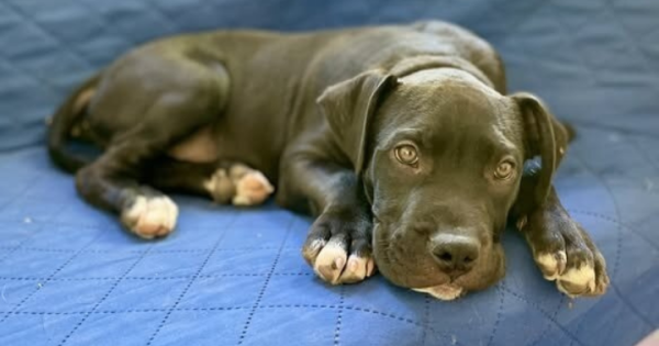 等你回家丨本周堪培拉RSPCA待领养宠物推荐 - Jack小狗和Lily小猫