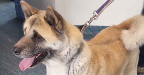 等你回家丨本周堪培拉RSPCA待领养宠物推荐 - Charlie和Herbie小狗