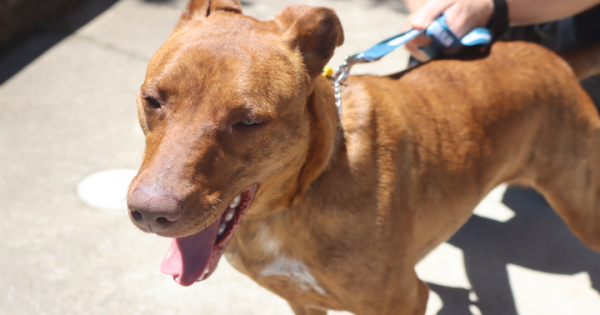 等你回家丨本周堪培拉RSPCA待领养宠物推荐 - Eggward小猫和Bindi小狗