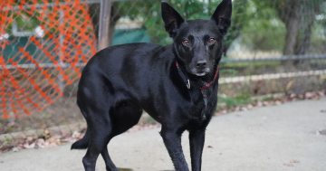 等你回家丨本周堪培拉RSPCA待领养宠物推荐 - Peppermint小猫和Willow小狗