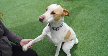 等你回家丨本周堪培拉RSPCA待领养宠物推荐 - Benji小狗和Sprout小猫