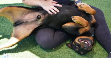 等你回家丨本周堪培拉RSPCA待领养宠物推荐 - Rocky小狗和Samy小猫