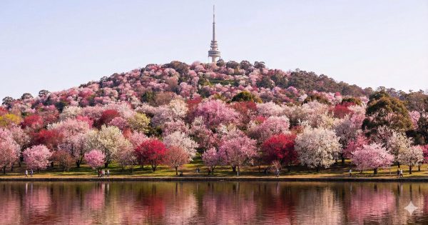 那个未曾真正绽放的梦想——为堪培拉的群山“上色”