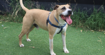 等你回家丨本周堪培拉RSPCA待领养宠物推荐 - Gus小狗和Paris小猫